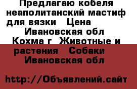 Предлагаю кобеля неаполитанский мастиф для вязки › Цена ­ 15 000 - Ивановская обл., Кохма г. Животные и растения » Собаки   . Ивановская обл.